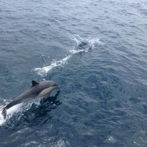 Meet your Posher, Gabriel